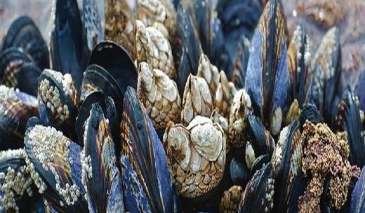 cozze mediterraneo