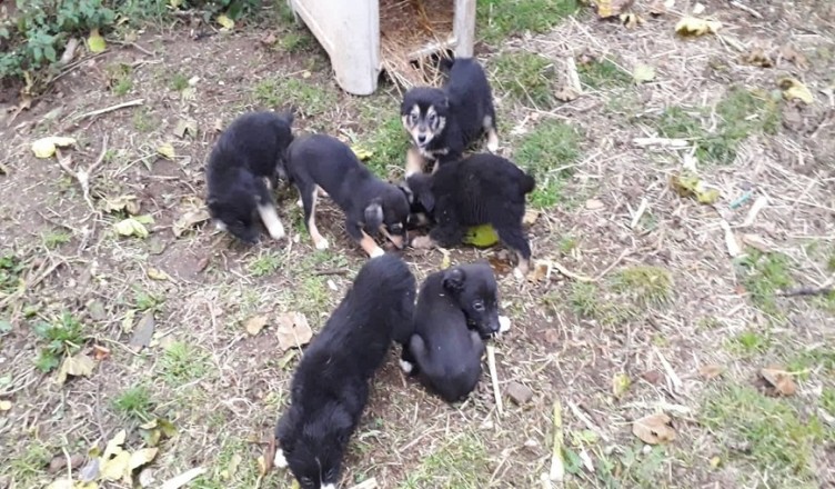 cuccioli cercano casa alatri