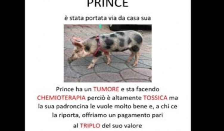 prince maialina fb