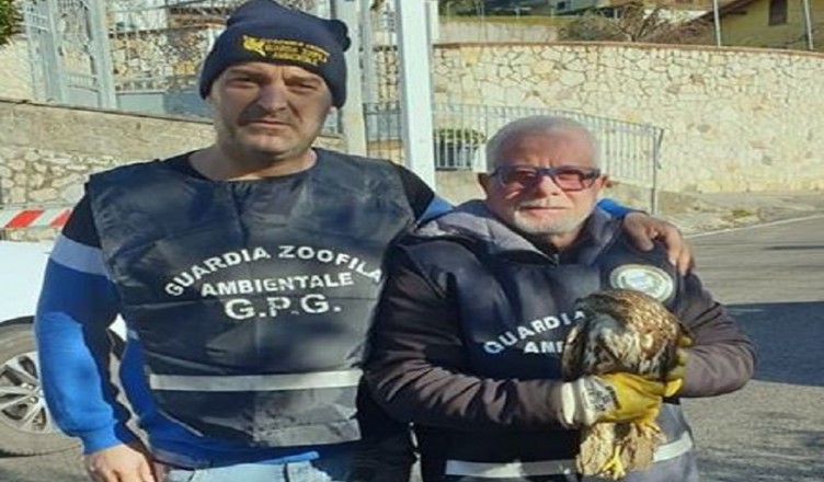 poiana salvata piglio