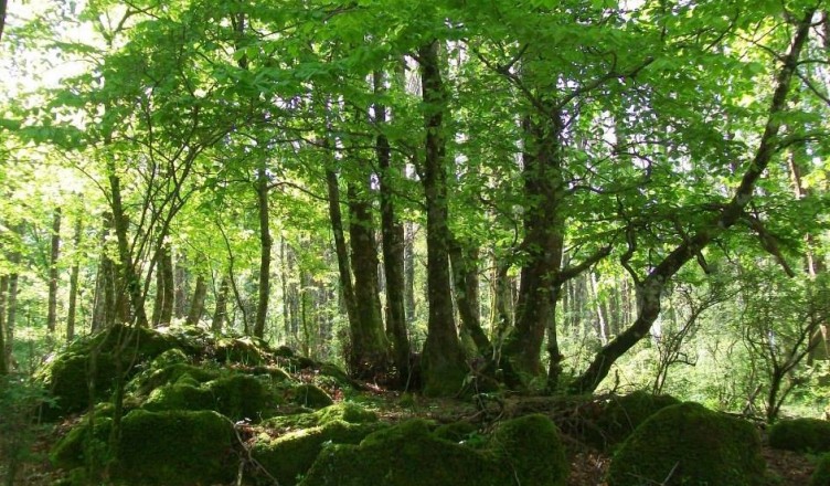 Località La Selva Cori