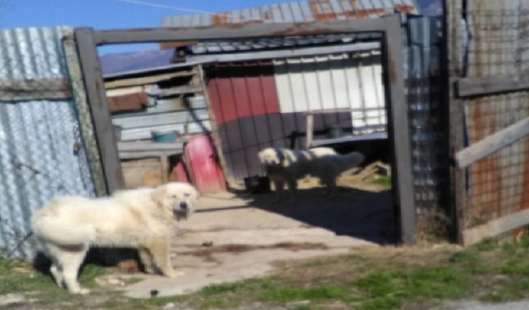 Maltrattamenti cani Sora..