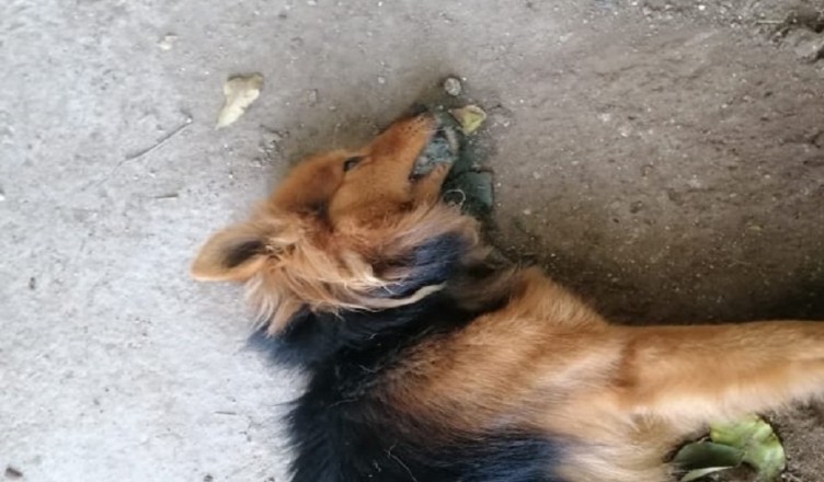cane avvelenato cervaro