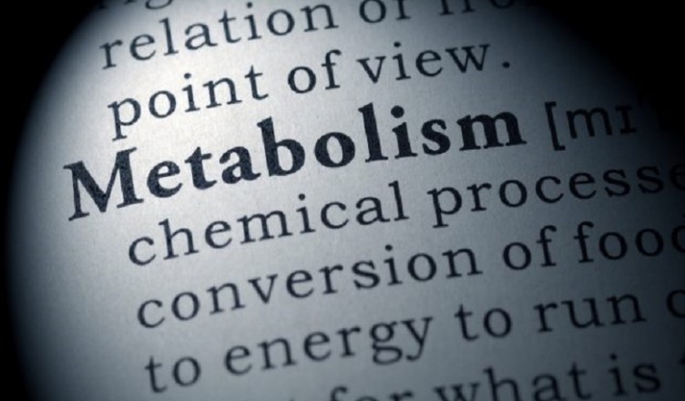 metabolism