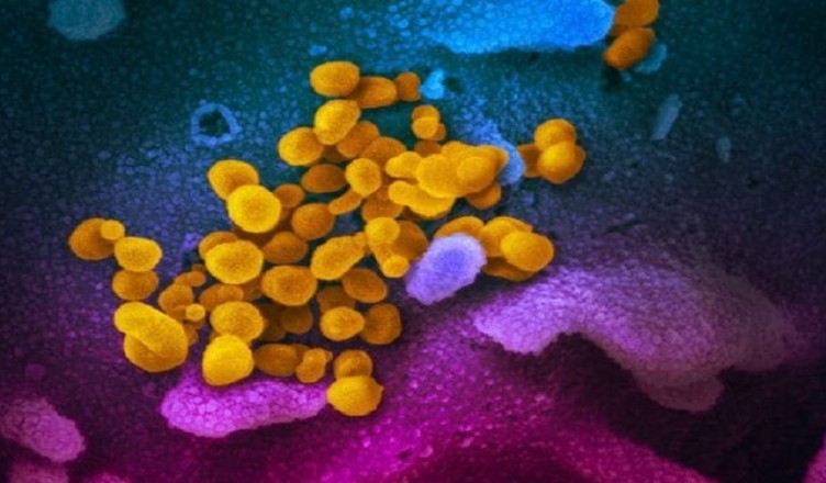coronavirus ........
