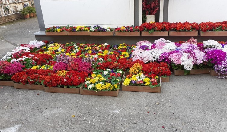 fiori piante donate Garden