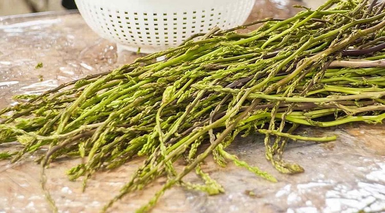Asparagi.jpg 1