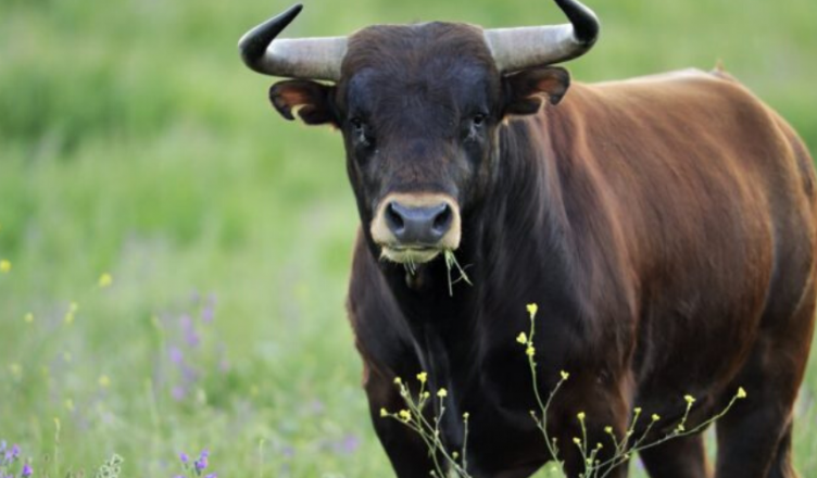 Toro-Bravo-Las-Ventas-Tour-2 (1)