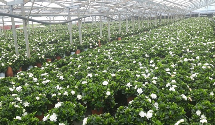 Floricoltura cisterna