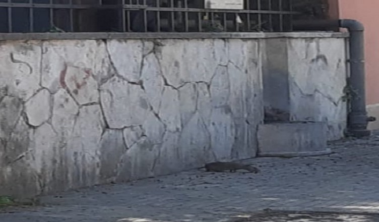 TOPO SCUOLA