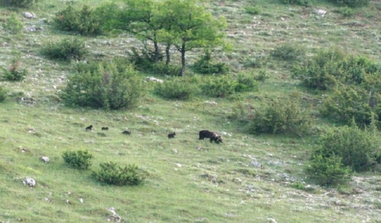orsa e cuccioli pescassseroli