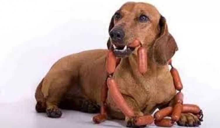 cane ciccia