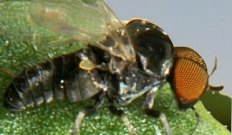 mosca nera covid