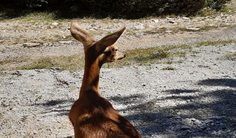 CAPRIOLO LIBERO
