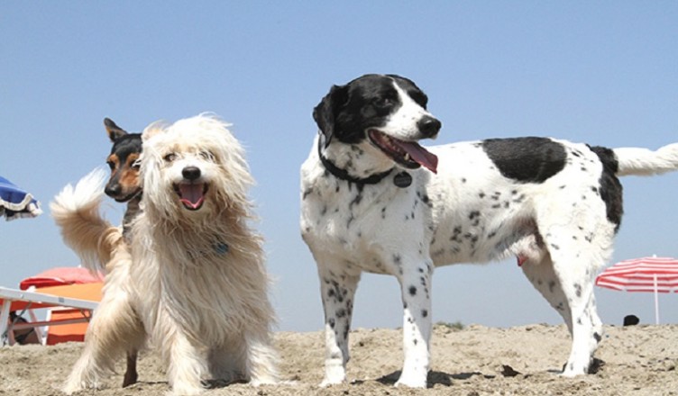Cani SPIAGGIA