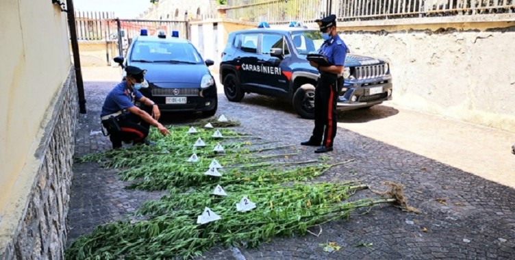 roccasecca piantagione droga carabinieri