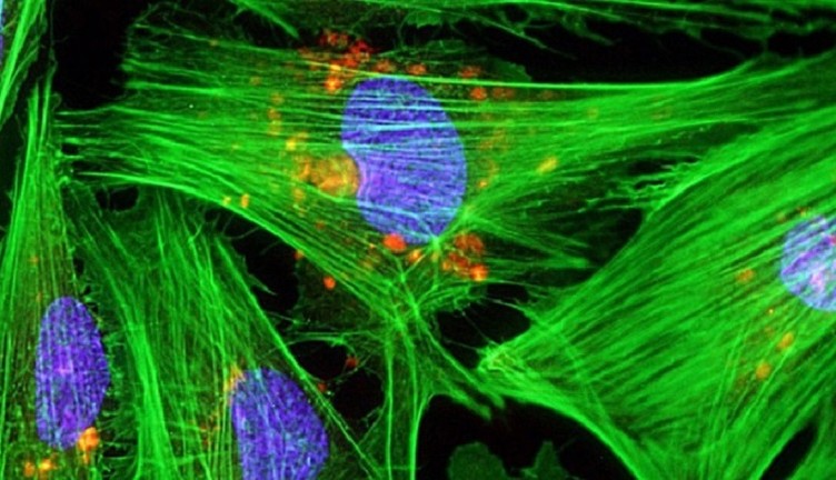 atlante delle cellule del cuore