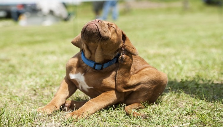 Dogue de Bordeaux puppy, fleas attack