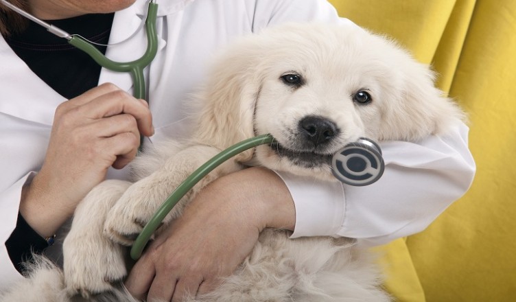 cane veterinario