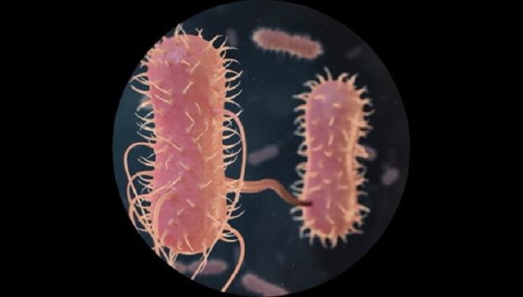 microbiota intestinale