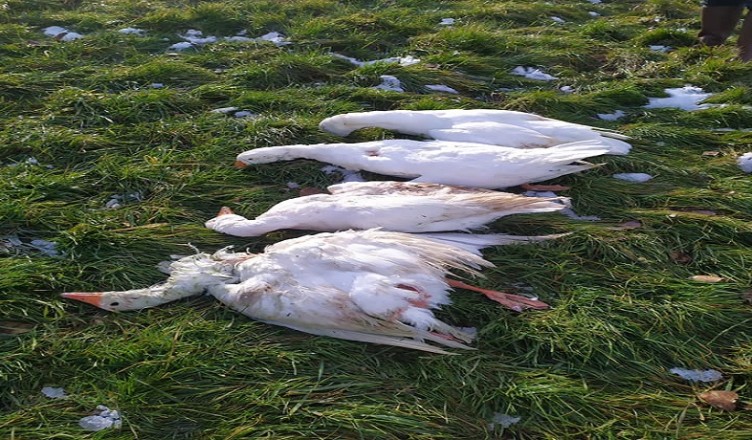 Animali uccisi dai bracconieri