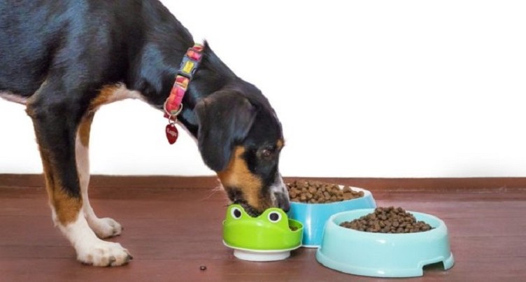 cibo per cani muffa