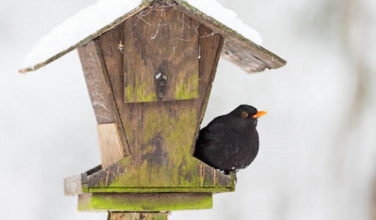 Bird feeders in the garden with a Blackbird in winter