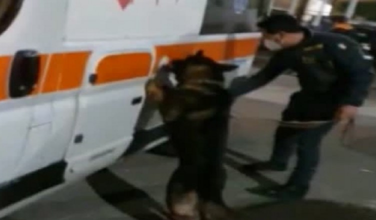 cane droga ambulanza