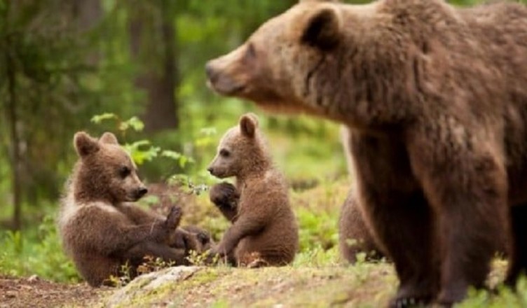 orso e cuccioli