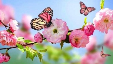 fiori primavera