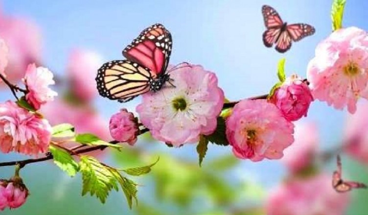 fiori primavera