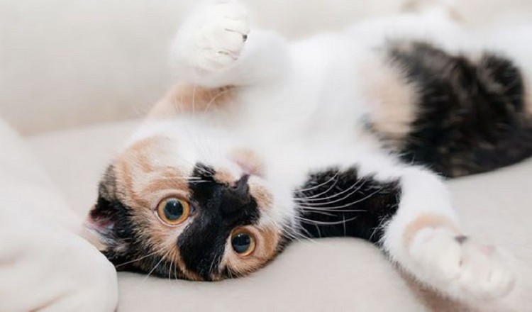 gatto...
