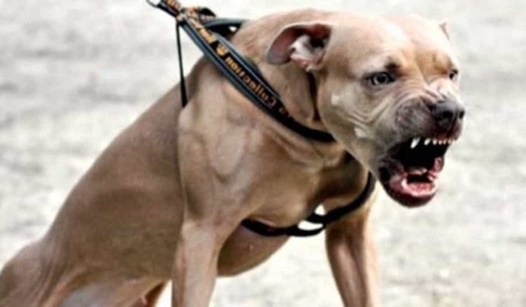 pitbull 2