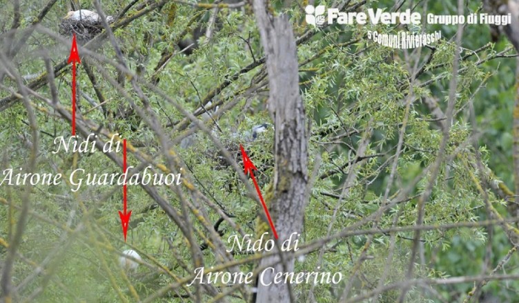 Nuova specie nidificante Canterno