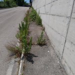VIA COCORBITO 2