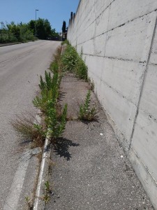 VIA COCORBITO 2