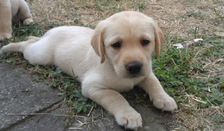 cucciolo lABRADOR