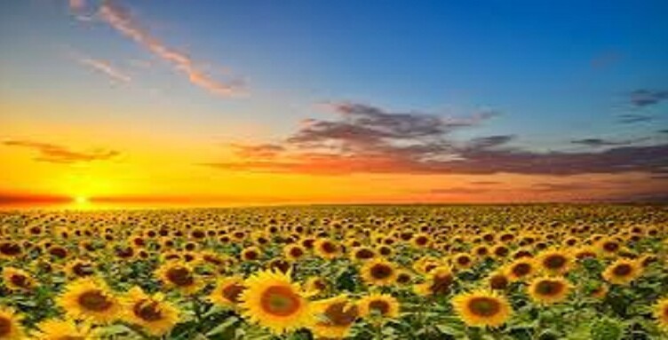 girasole231