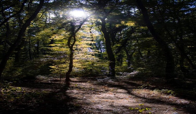 Bosco Magico