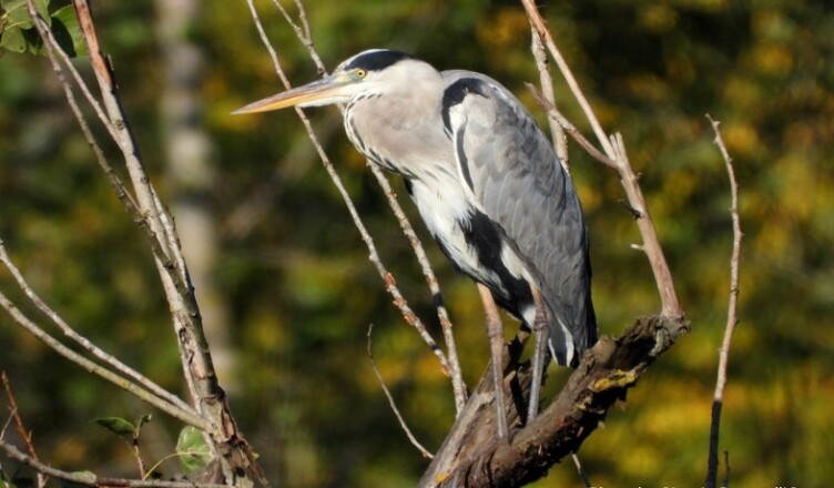 La Selva di Paliano Airone cenerino