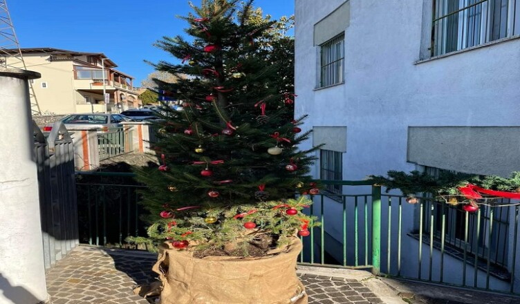 ALBERO AVIS TORRICE