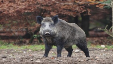 Cinghiale.......