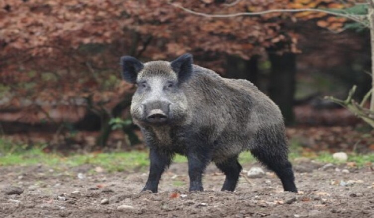 Cinghiale.......