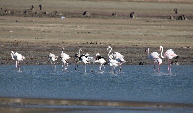 FENICOTTERI ROSA LAGO CAMPOTOSTO