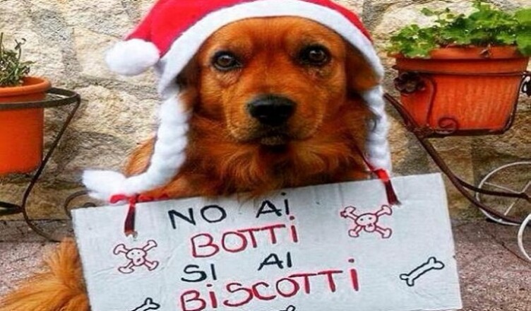 no-ai-botti..