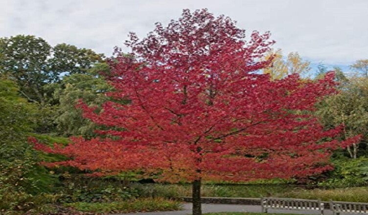 liquidambar