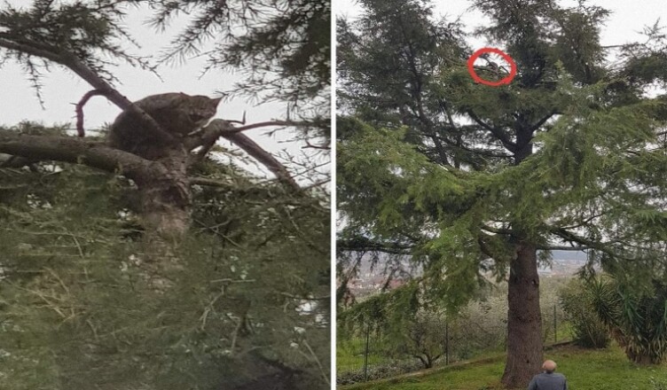 gatto bloccato su albero