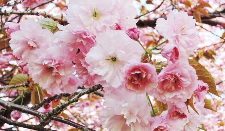 Japanese cherry blossom in spring