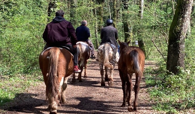 bosco passeggiata cavalli