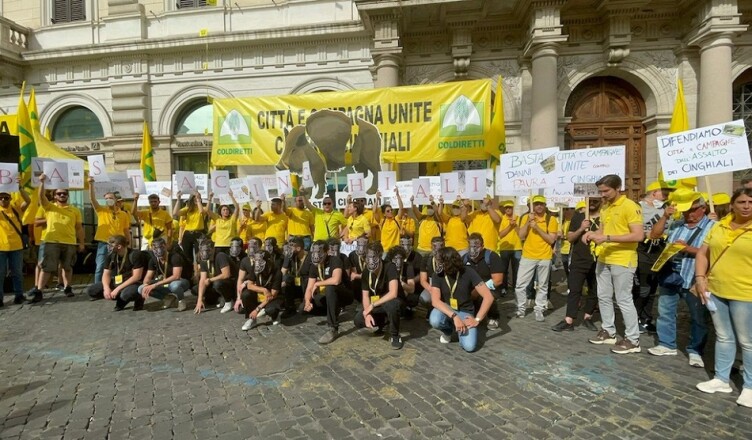 Foto Coldiretti CINGHIALI
